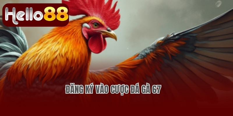 Đăng ký vào cược đá gà 67