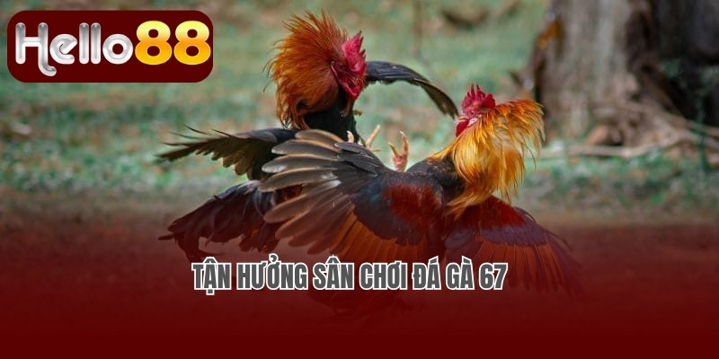 Tận hưởng sân chơi đá gà 67