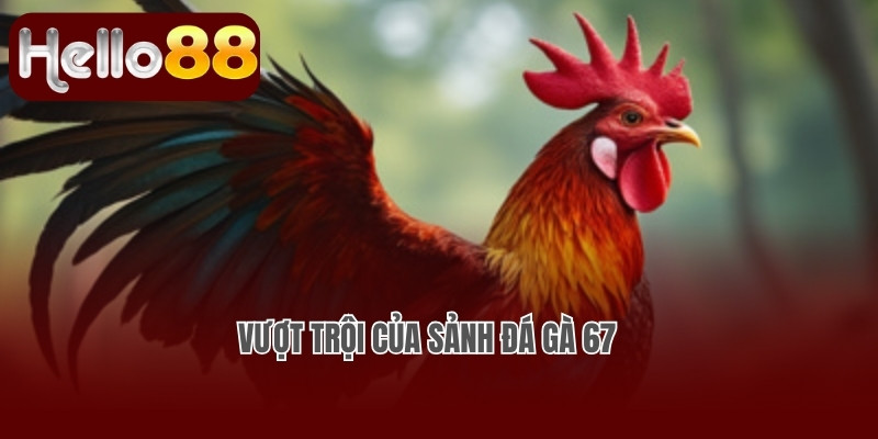 Vượt trội của sảnh đá gà 67